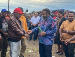 Sebagai Bentuk Dukungan, Pemkab Tolikara Serahkan 100 Babi untuk Acara Syukuran Pelantikan Gubernur dan Wakil Gubernur Papua Pegunungan