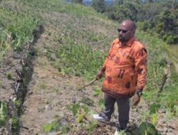 Wabup Tolikara Yotham Wonda Ajak Masyarakat Aktif Menanam Pohon