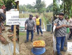 Panen Tomat dan Tanam Cabai Juwita, Distrik Sentani Dorong Pertanian Modern